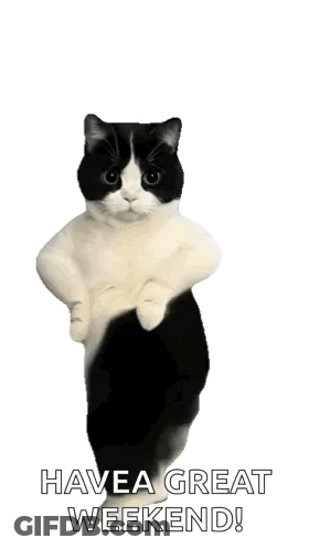 Black And White Cat Have A Great Weekend GIF