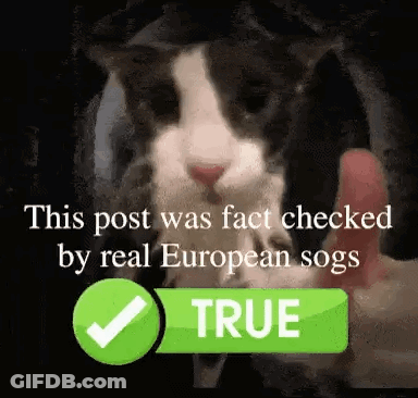 Black And White Cat Held In Hand GIF