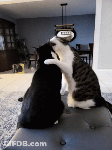 Black And White Cat Hugging Another On Couch GIF