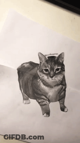 Black And White Cat Hushmaran GIF