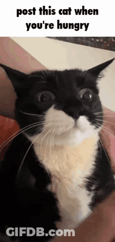 Black And White Cat In Arms Saying Post This Cat When You're Hungry GIF