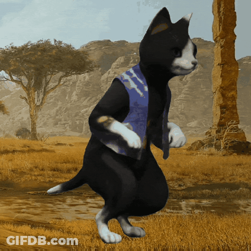 Black And White Cat In Blue Vest GIF