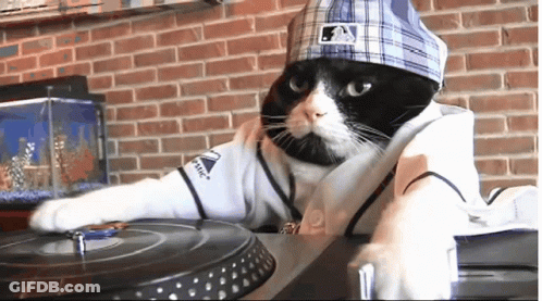 Black And White Cat In Hat And Baseball Jersey GIF