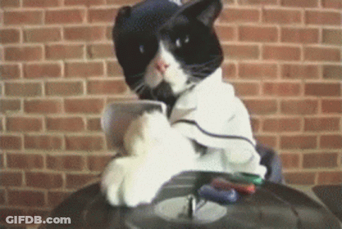 Black And White Cat In Hat And Jacket GIF