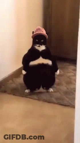 Black And White Cat In Hat And Pants On Rug GIF