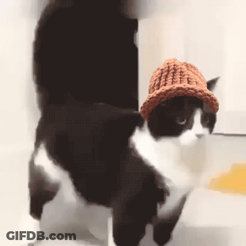 Black And White Cat In Knitted Hat GIF