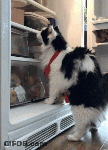 Black And White Cat In Red Harness Looking Into Refrigerator GIF