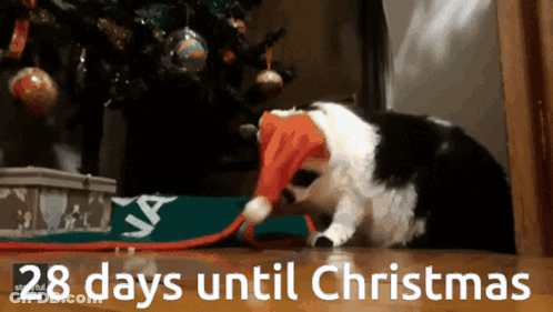 Black And White Cat In Santa Hat 28 Days Until Christmas GIF