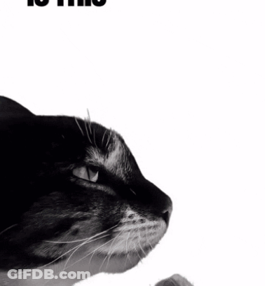 Black And White Cat Is This Ragebait GIF