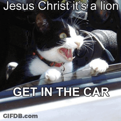 Black And White Cat Jesus Christ It's A Lion Get In The Car GIF