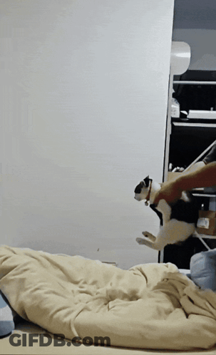 Black And White Cat Jumping GIF