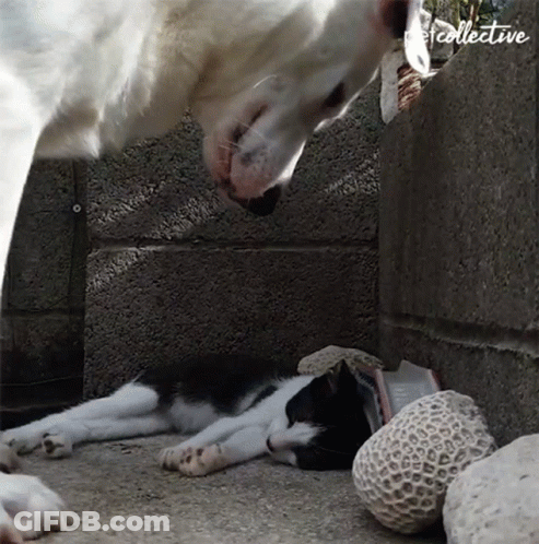 Black And White Cat Laying Beside Dog With Word Collective GIF