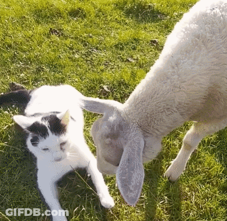 Black And White Cat Laying Beside Sheep GIF