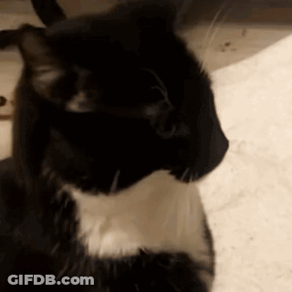Black And White Cat Laying Down Looking At Camera GIF