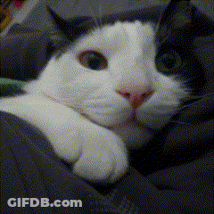 Black And White Cat Laying In Blanket GIF