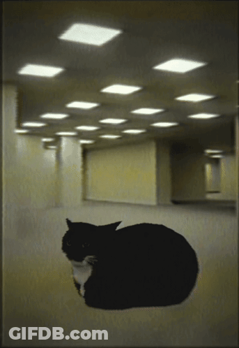 Black And White Cat Laying In Hallway GIF