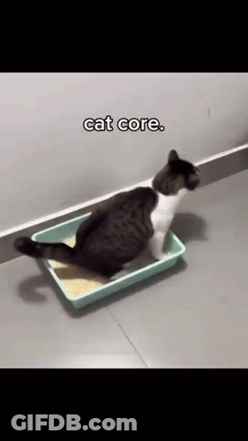 Black And White Cat Laying In Litter Tray Cat Core GIF