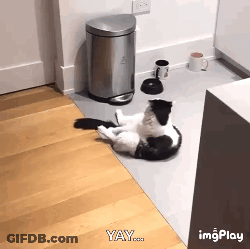 Black And White Cat Laying Next To Trash Can And Coffee GIF