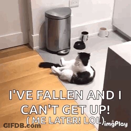 Black And White Cat Laying Next To Trash Can And Coffee GIF