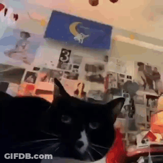 Black And White Cat Laying On Bed In Front Of Posters GIF