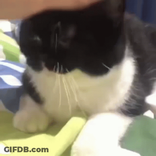 Black And White Cat Laying On Blanket On Bed GIF