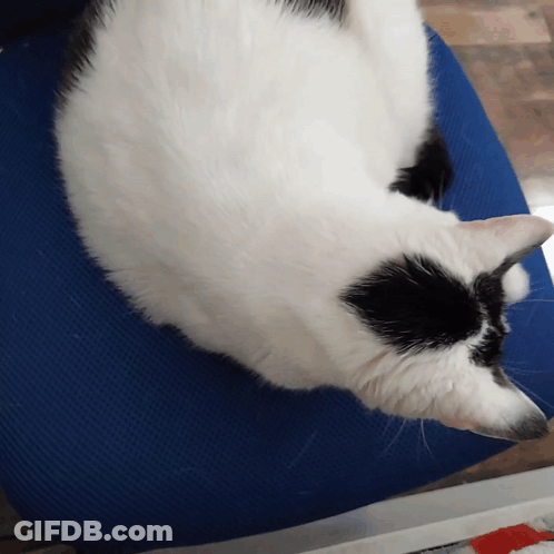 Black And White Cat Laying On Blue Mat GIF