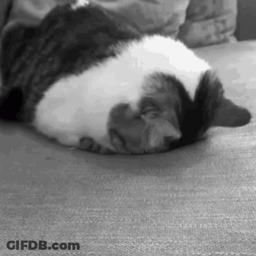 Black And White Cat Laying On Couch GIF