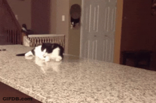 Black And White Cat Laying On Counter GIF