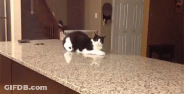 Black And White Cat Laying On Counter GIF