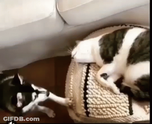 Black And White Cat Laying On Cushion Next To Husky Dog GIF