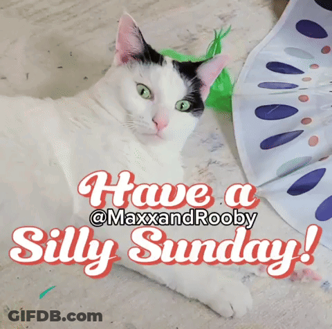 Black And White Cat Laying On Floor Have A Silly Sunday GIF