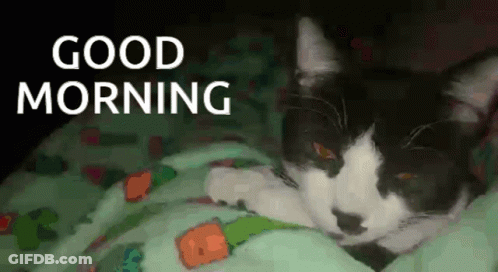 Black And White Cat Laying On Green Blanket Saying Good Morning GIF
