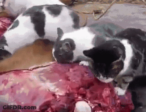 Black And White Cat Laying On Meat GIF