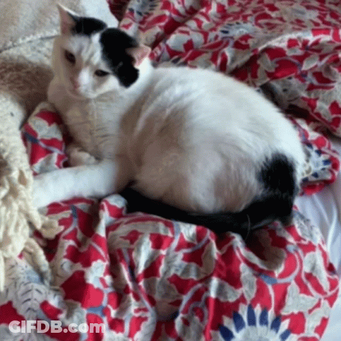 Black And White Cat Laying On Red And White Blanket GIF