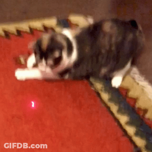 Black And White Cat Laying On Red Carpet GIF