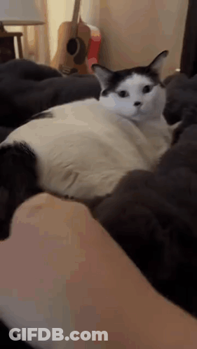 Black And White Cat Laying On Shoulder GIF
