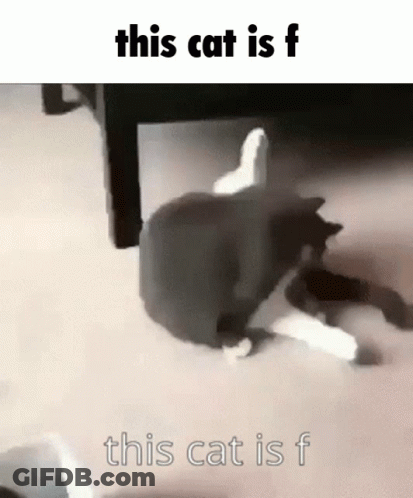 Black And White Cat Laying Under Table Saying This Cat Is F GIF