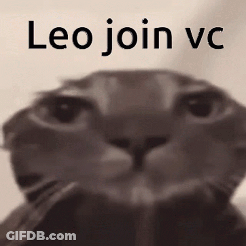 Black And White Cat Leo Join VC GIF