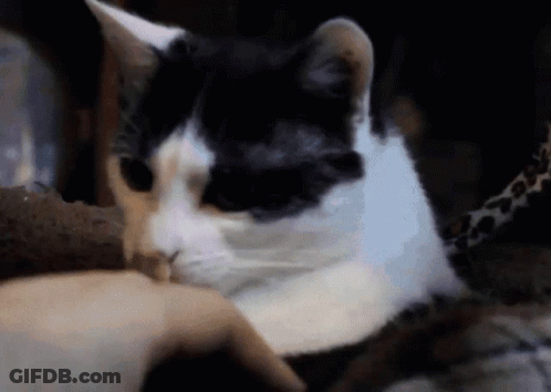 Black And White Cat Licking Food GIF