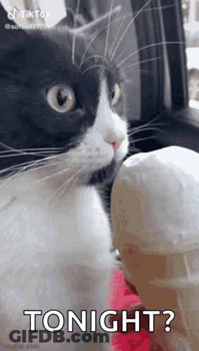 Black And White Cat Licking Ice Cream Saying Tonight GIF
