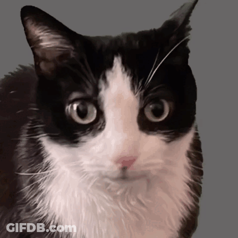 Black And White Cat Looking At Camera GIF