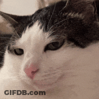 Black And White Cat Looking At Camera GIF