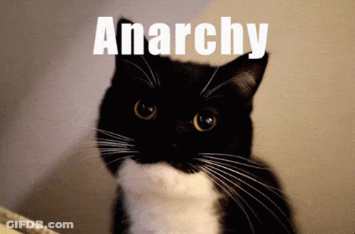 Black And White Cat Looking At Camera Anarchy GIF