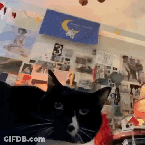 Black And White Cat Looking At Camera GIF