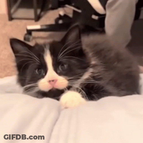 Black-And-White Cat Looking At Camera On Bed GIF