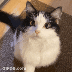 Black And White Cat Looking At Camera GIF