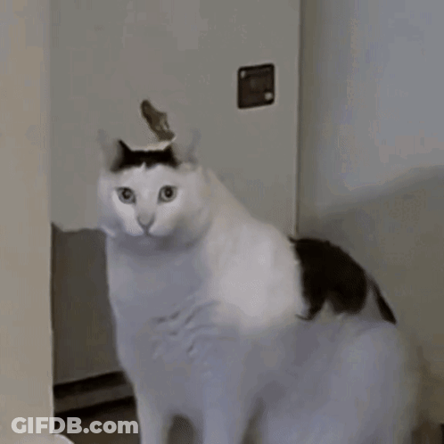 Black And White Cat Looking At Camera GIF
