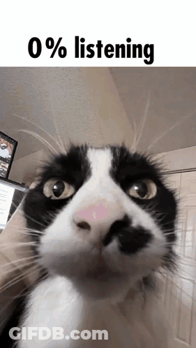 Black And White Cat Looking At Camera With 0 % Listening GIF