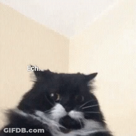 Black And White Cat Looking At Camera With Ech GIF