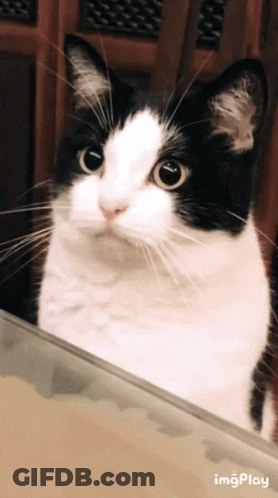 Black And White Cat Looking At Camera With ImgPlay GIF